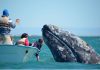 A friendly gray whale off the Pacific Coast of Baja California Sur